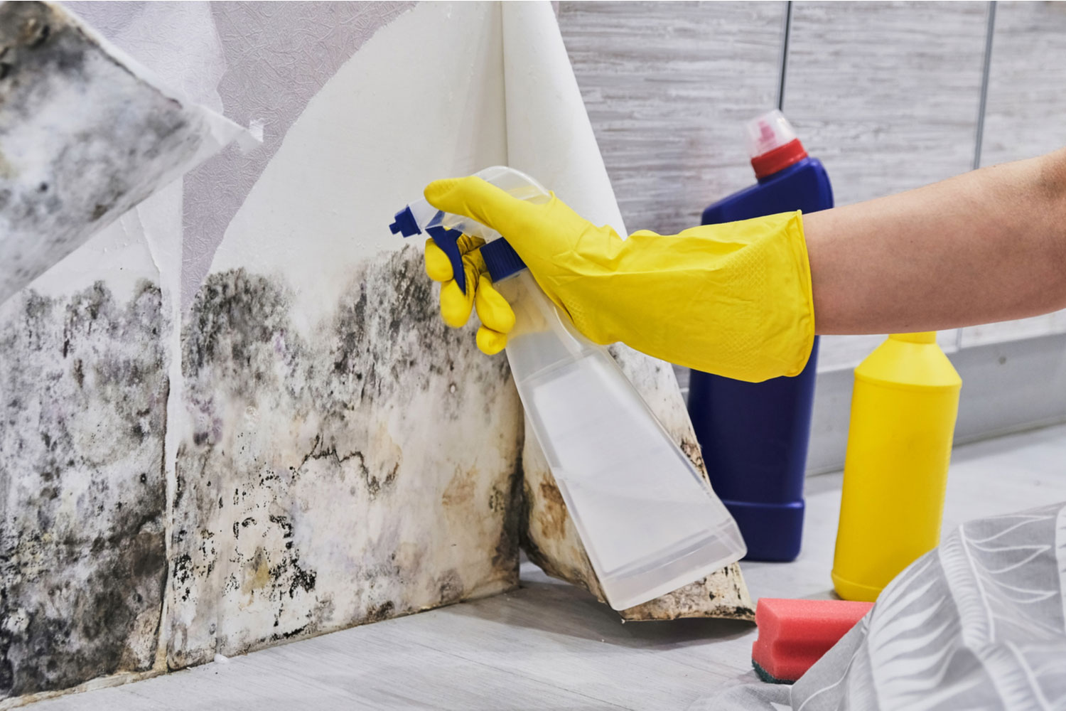 mould treatment Sydney